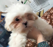 Bichon maltés bellos