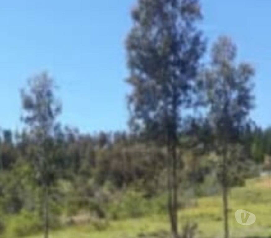 Venta de Haciendas Talca Pencahue - Fotos de Se vende parcela