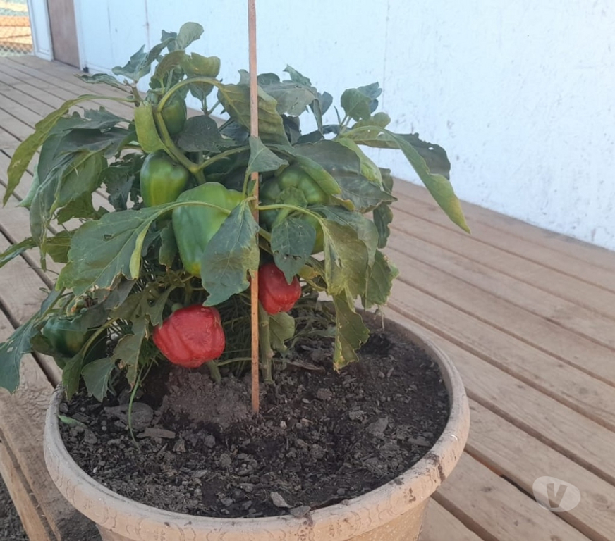 Parcelas en Venta Quillota Olmué - Fotos de AMPLIO TERRENO CON PROPIEDAD EN OLMUE