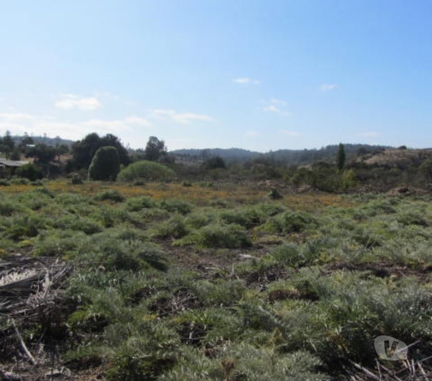 Parcelas en Venta Valparaíso Quintero - Fotos de PARCELA PLANA SECTOR VALLE DEL ESTERO QUINTERO