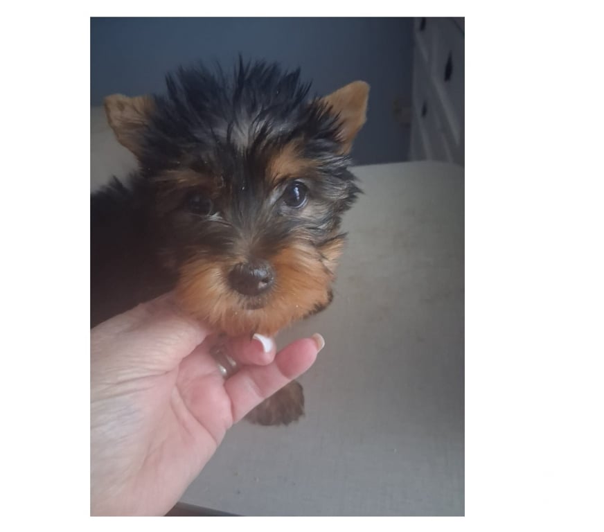 Gatos en Venta Santiago Maipú - Fotos de Yorkshire Hembra