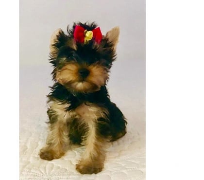 Mascotas en Venta Maipú Santiago - Fotos de Yorkshire Hembra