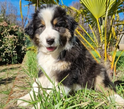 Perros en Venta Antofagasta Antofagasta - Fotos de Pastor australiano