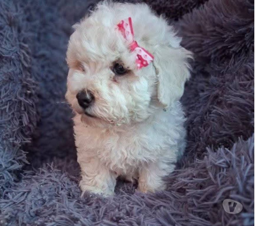 Gatos en Venta Antofagasta Antofagasta - Fotos de Bellos poodle toy
