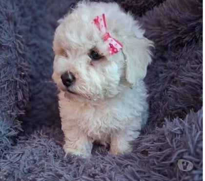 Gatos en Venta Antofagasta Antofagasta - Fotos de Bellos poodle toy