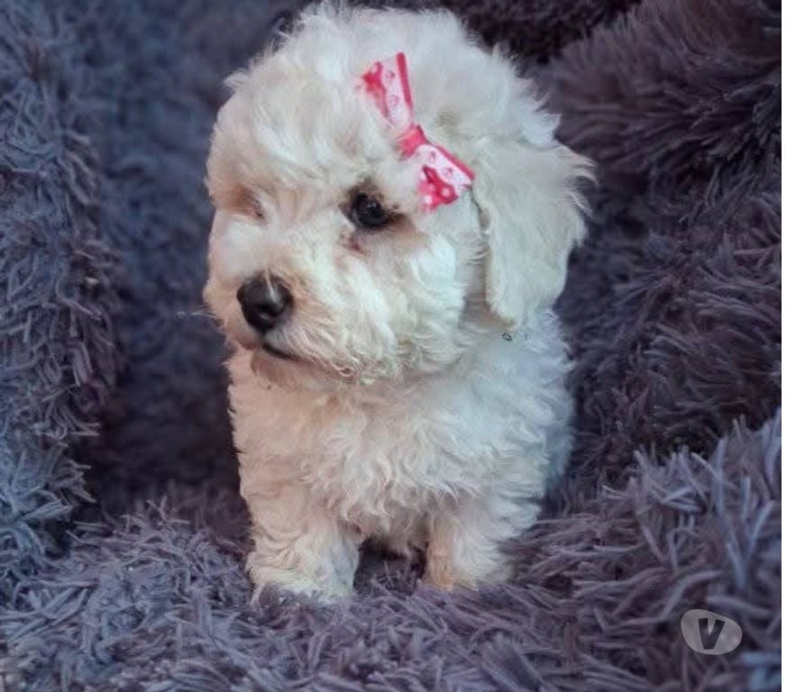 Gatos en Venta Antofagasta Antofagasta - Fotos de Bellos poodle toy