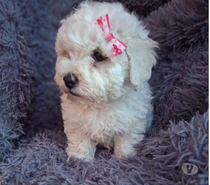 Bellos poodle toy