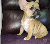Mascotas bulldog francés