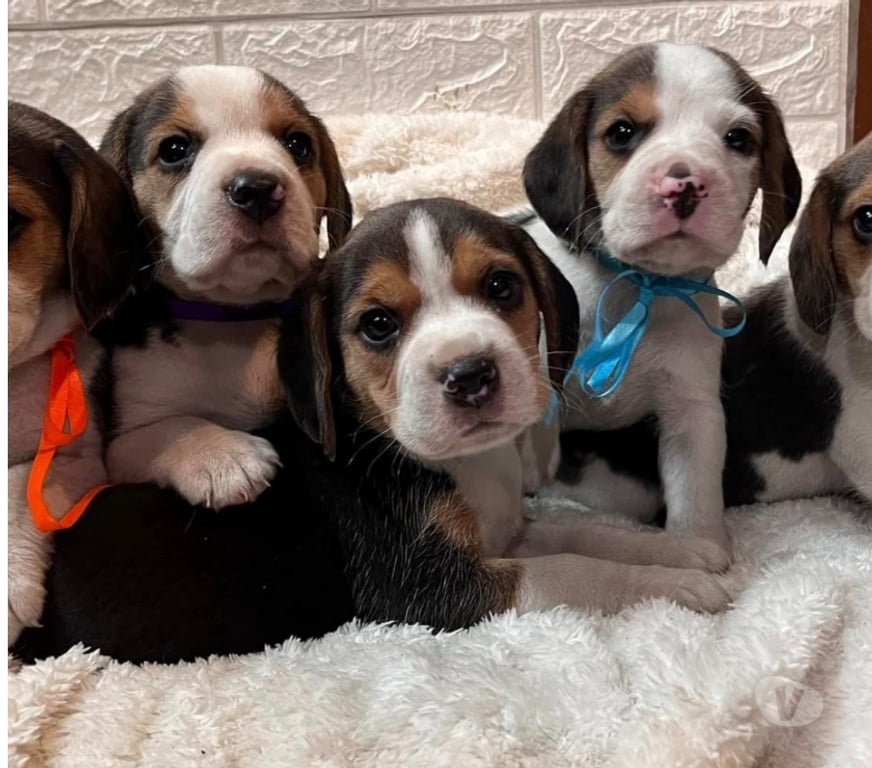 Gatos en Venta Antofagasta Antofagasta - Fotos de Beagles enanitos