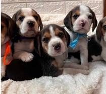 Beagles enanitos