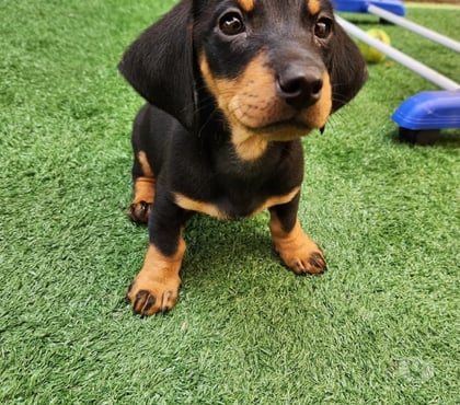 Venta de Mascotas Antofagasta Antofagasta - Fotos de Lindos cachorros Salchichas