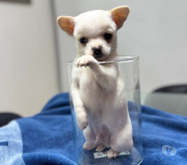 Chihuahuas toy color claro