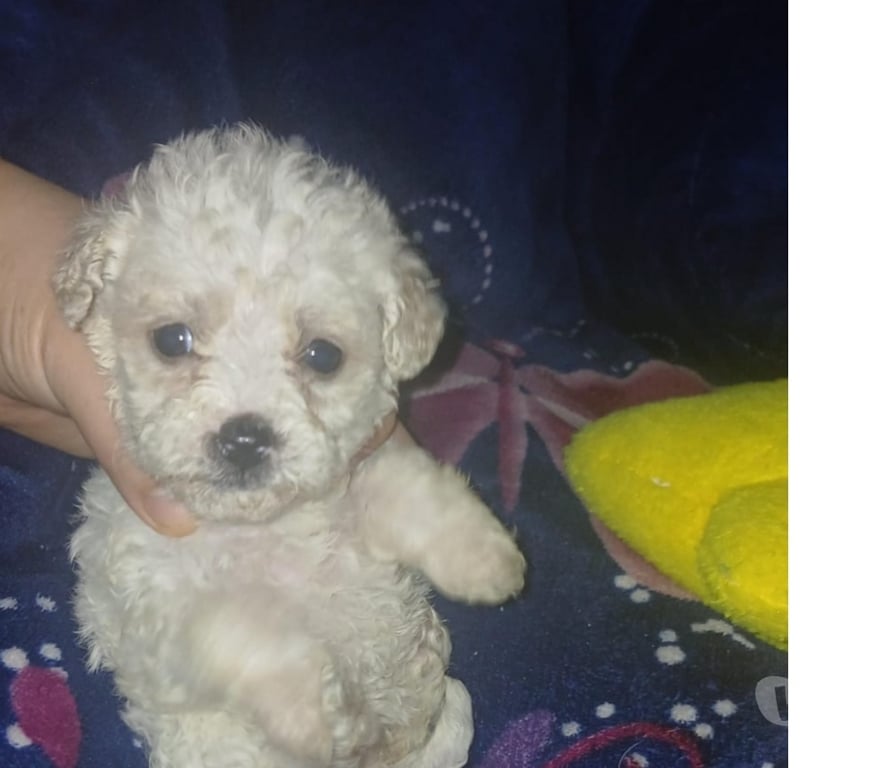 Gatos en Venta Llanquihue Puerto Montt - Fotos de Se venden cachorros poodle