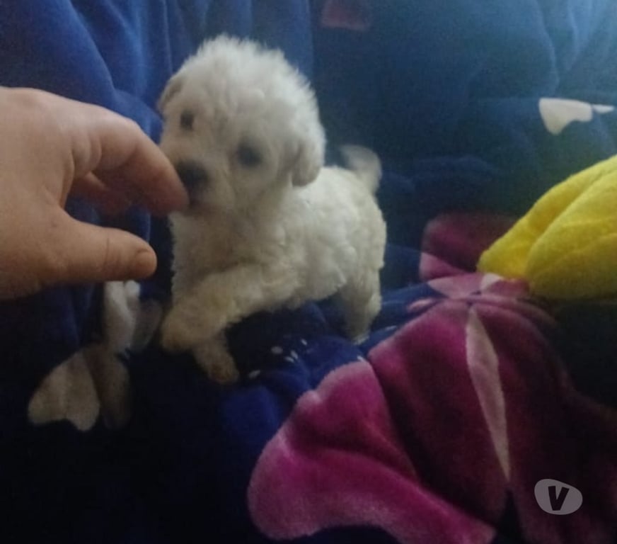 Gatos en Venta Llanquihue Puerto Montt - Fotos de Se venden cachorros poodle