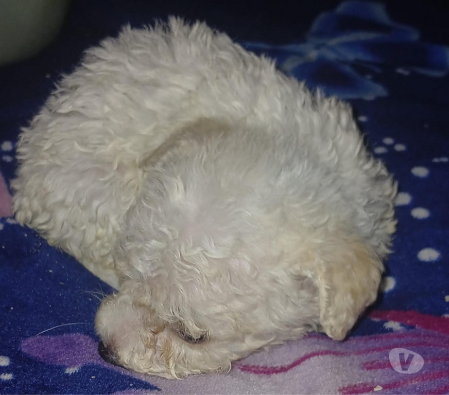 Gatos en Venta Llanquihue Puerto Montt - Fotos de Se venden cachorros poodle