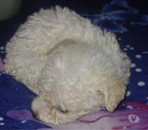 Se venden cachorros poodle