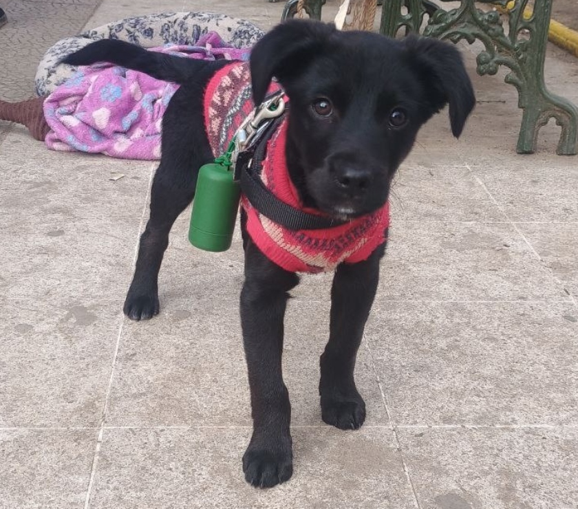 Bodoque cachorro macho en adopciòn