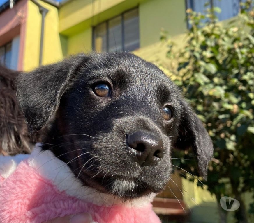 Adopción ed Animales Quillota Limache - Fotos de Bodoque cachorro macho en adopciòn
