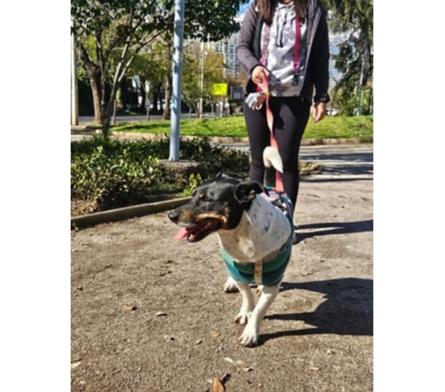 Adopción ed Animales Santiago Santiago - Fotos de WASHINGTON, mezcla Fox Terrier Chileno con Basset Hound
