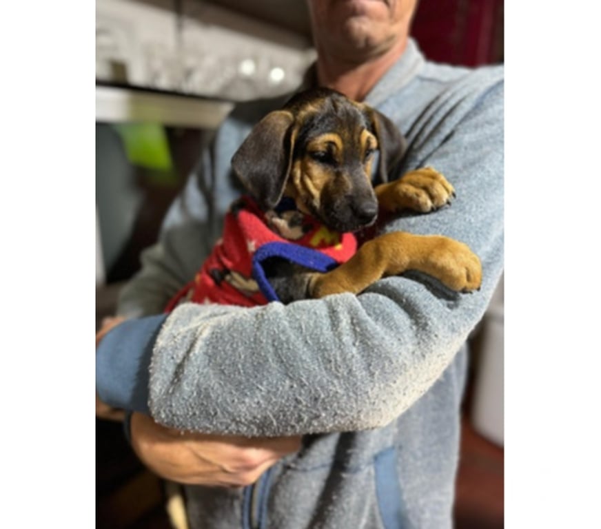 Adopción ed Animales Santiago Santiago - Fotos de CACHORROS 2 a 3 meses, mezcla Black and Tan Coonhound