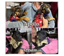 CACHORROS 2 a 3 meses, mezcla Black and Tan Coonhound