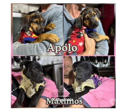 Adopción de Gatos Santiago Santiago - Fotos de CACHORROS 2 a 3 meses, mezcla Black and Tan Coonhound
