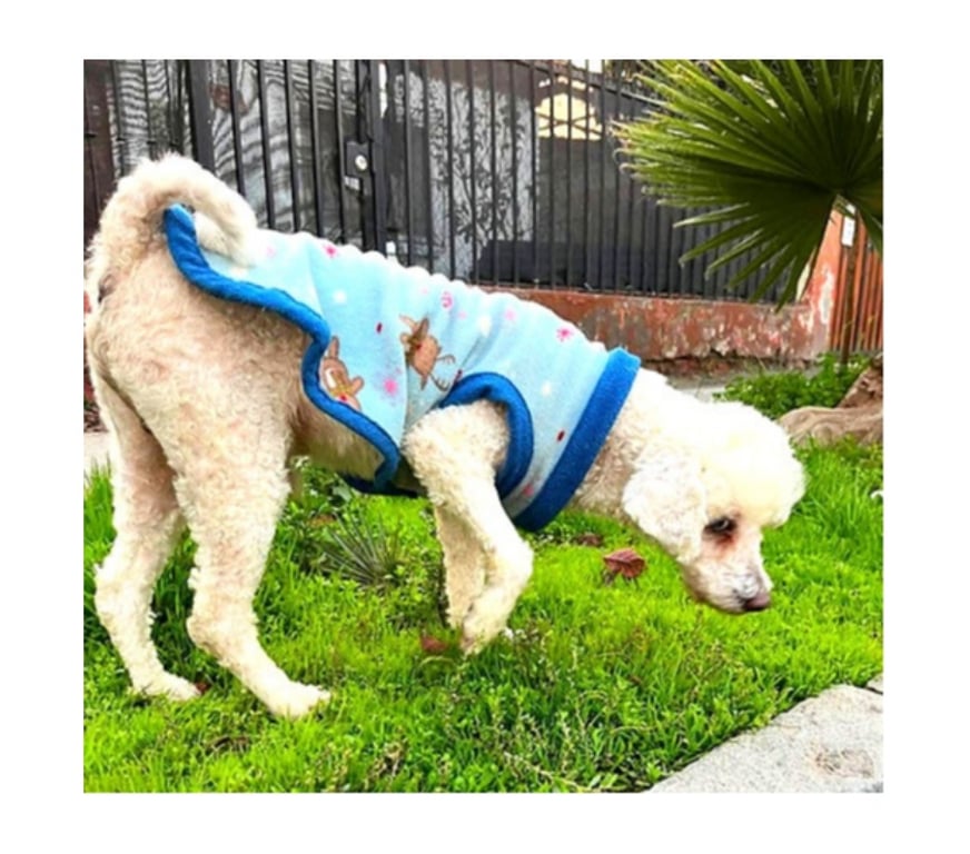 Adopción ed Animales Santiago Santiago - Fotos de TOMMY blanca, Poodle