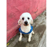 TOMMY blanca, Poodle