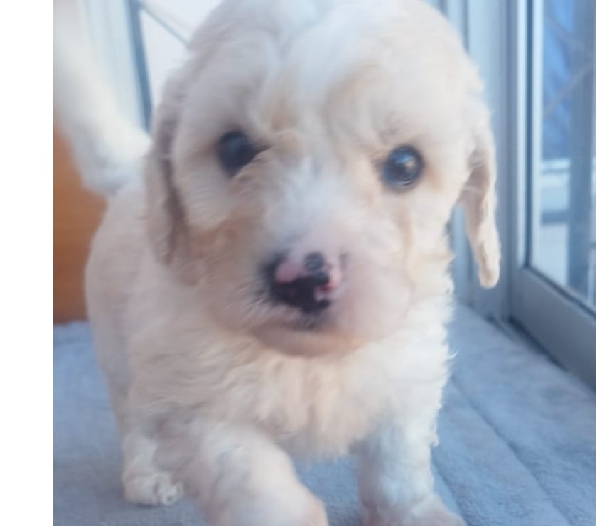 Hermosos poodle toy