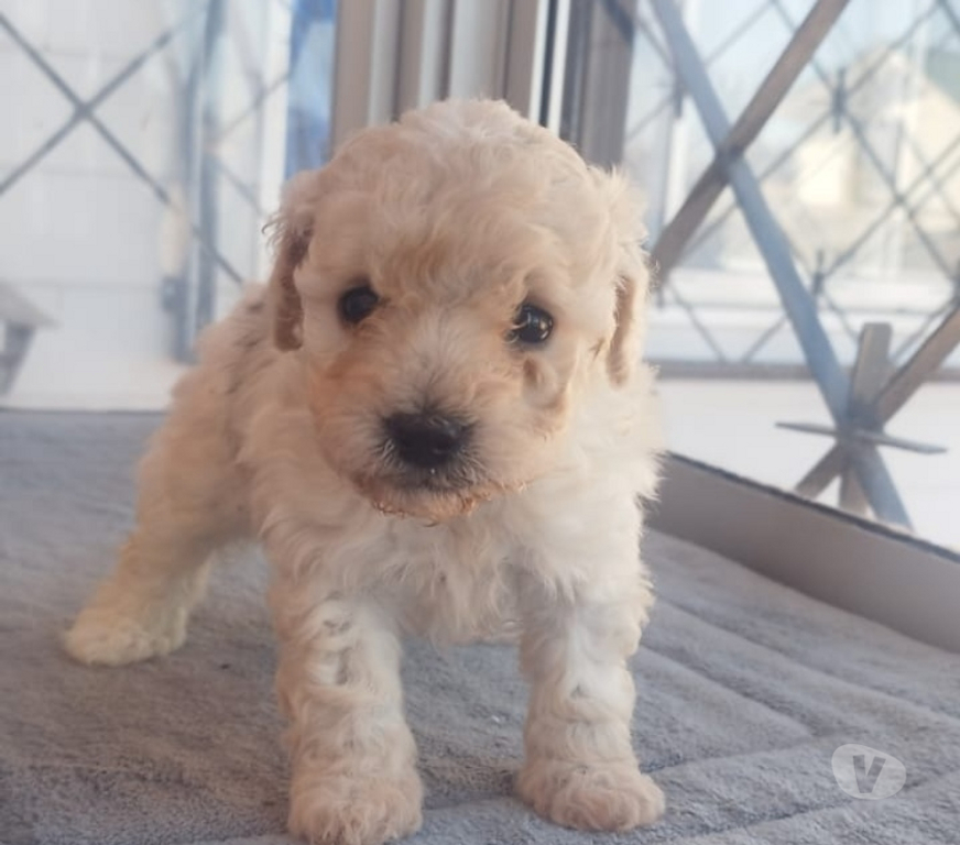 Gatos en Venta Melipilla Melipilla - Fotos de Hermosos poodle toy