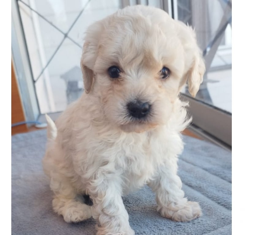 Gatos en Venta Melipilla Melipilla - Fotos de Hermosos poodle toy