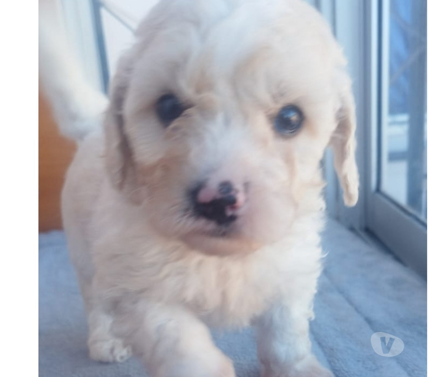 Gatos en Venta Melipilla Melipilla - Fotos de Hermosos poodle toy