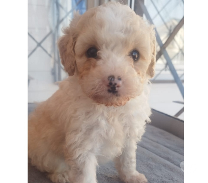 Gatos en Venta Melipilla Melipilla - Fotos de Hermosos poodle toy