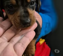 Cachorros Salchichas