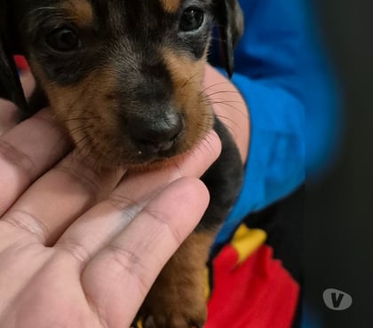 Mascotas en Chile Viña del Mar Valparaíso - Fotos de Cachorros Salchichas