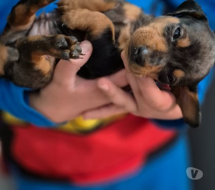 Mascotas en Chile Viña del Mar Valparaíso - Fotos de Cachorros Salchichas