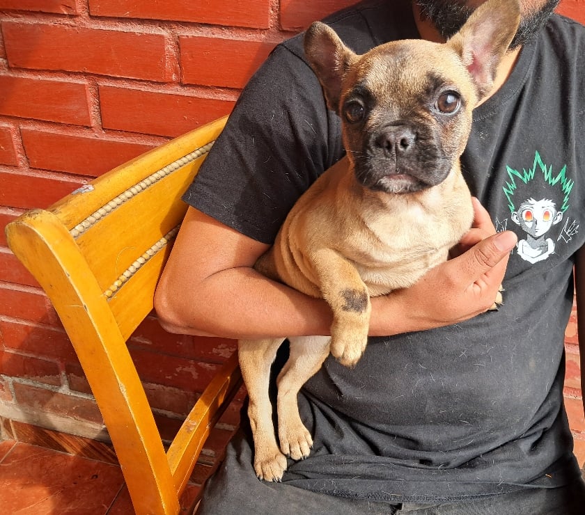 Bulldog frances