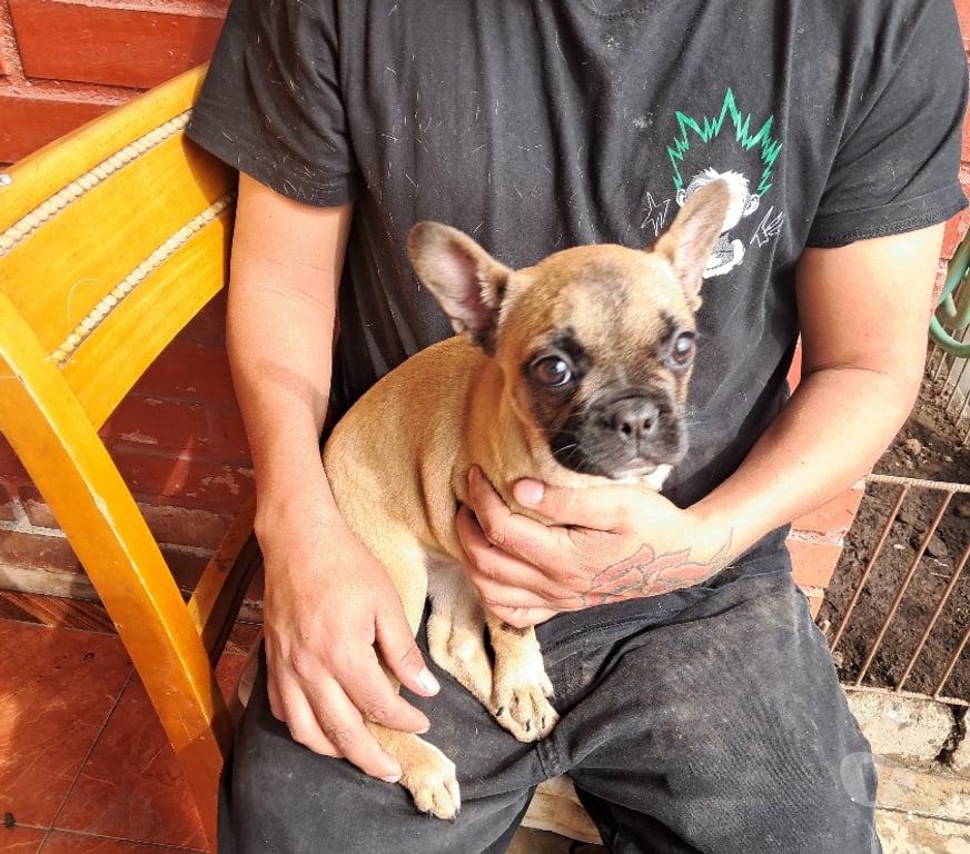 Gatos en Venta Santiago Recoleta - Fotos de Bulldog frances