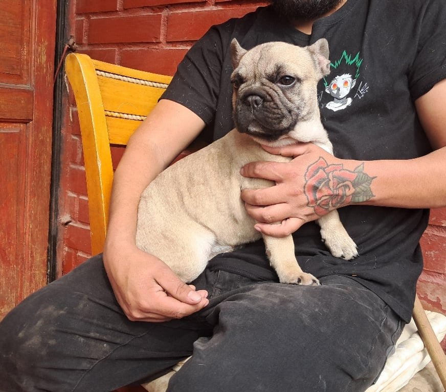 Gatos en Venta Santiago Recoleta - Fotos de Bulldog frances