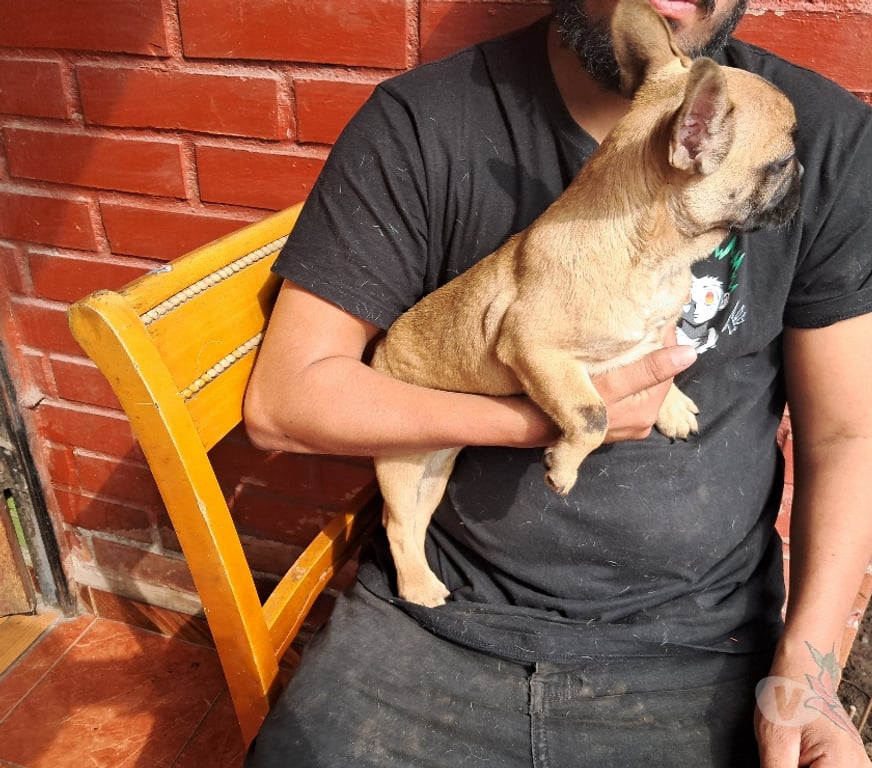 Gatos en Venta Santiago Recoleta - Fotos de Bulldog frances