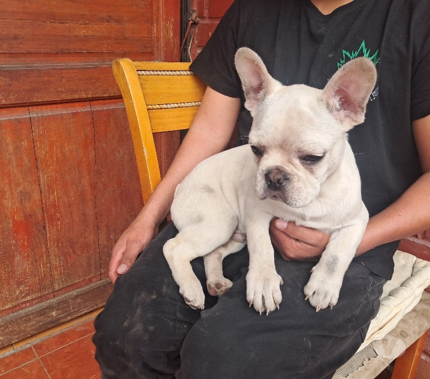 Gatos en Venta Santiago Recoleta - Fotos de Bulldog frances