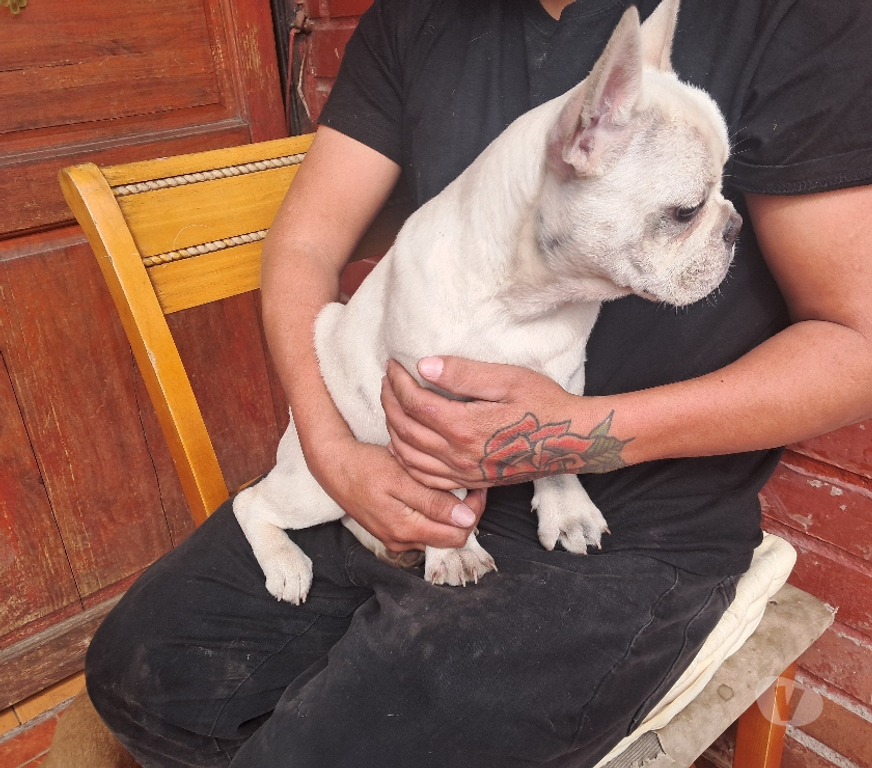 Gatos en Venta Santiago Recoleta - Fotos de Bulldog frances