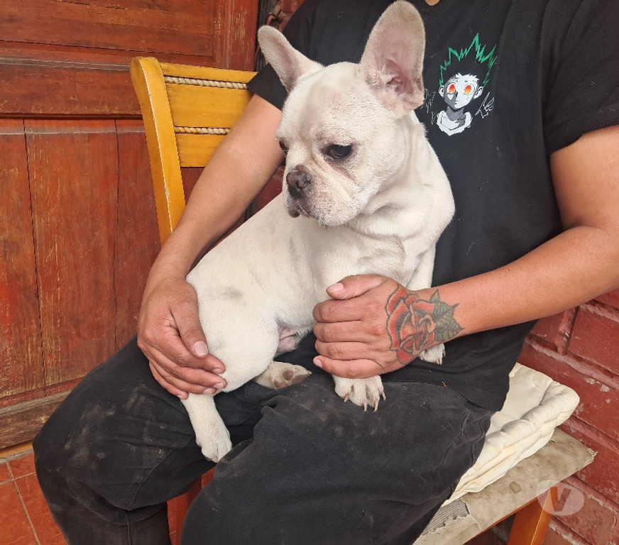 Gatos en Venta Santiago Recoleta - Fotos de Bulldog frances