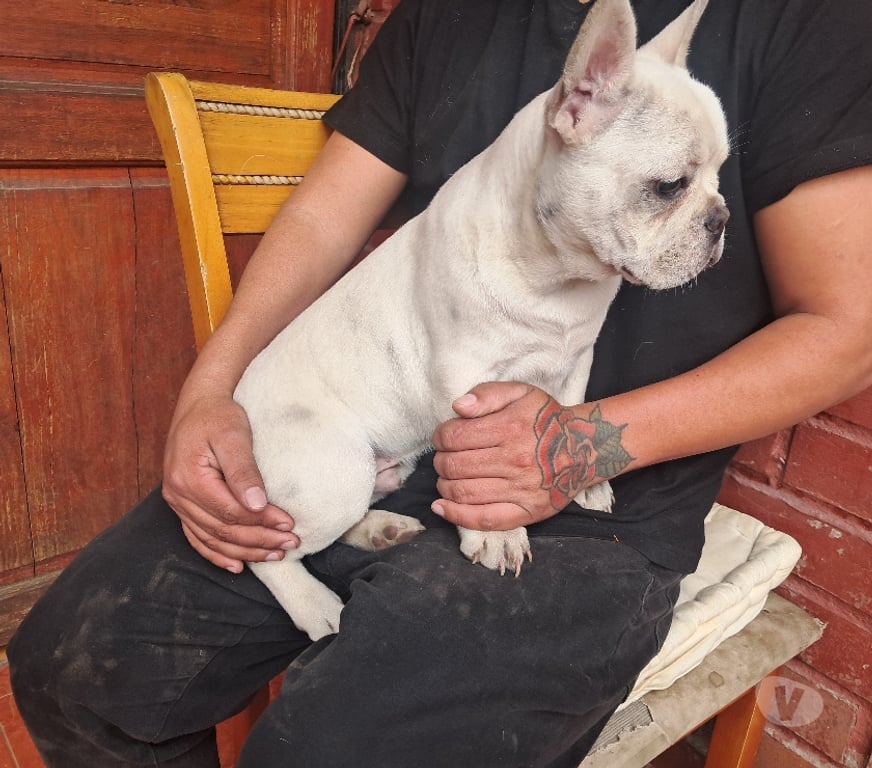 Gatos en Venta Santiago Recoleta - Fotos de Bulldog frances