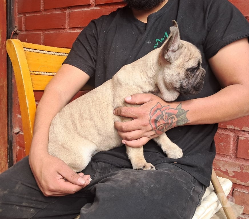 Gatos en Venta Santiago Recoleta - Fotos de Bulldog frances