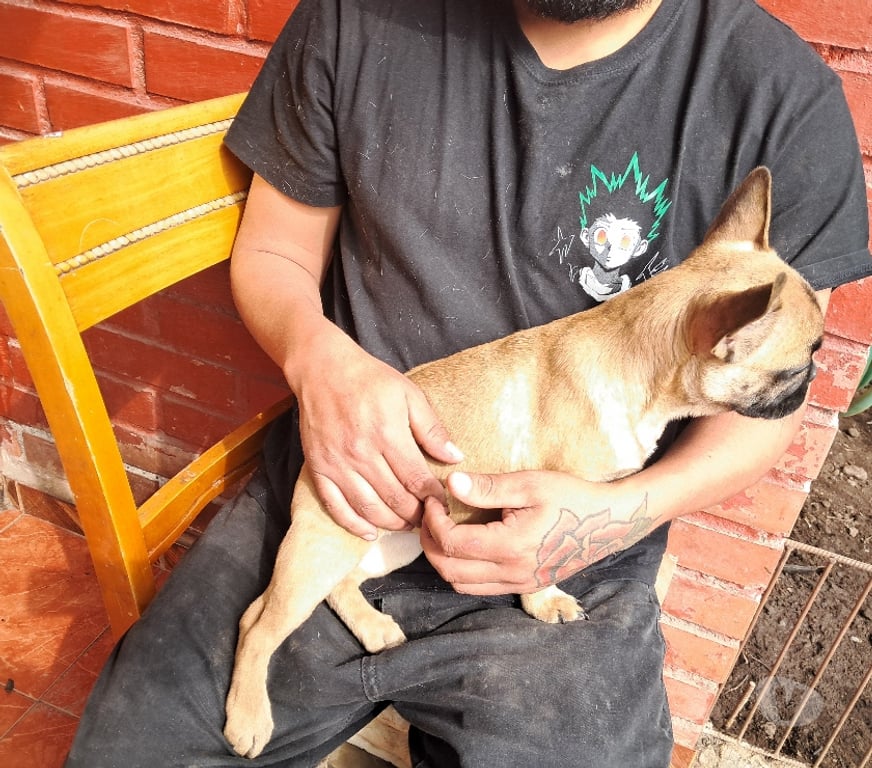 Gatos en Venta Santiago Recoleta - Fotos de Bulldog frances