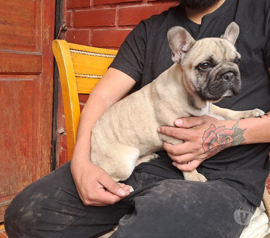 Gatos en Venta Santiago Recoleta - Fotos de Bulldog frances