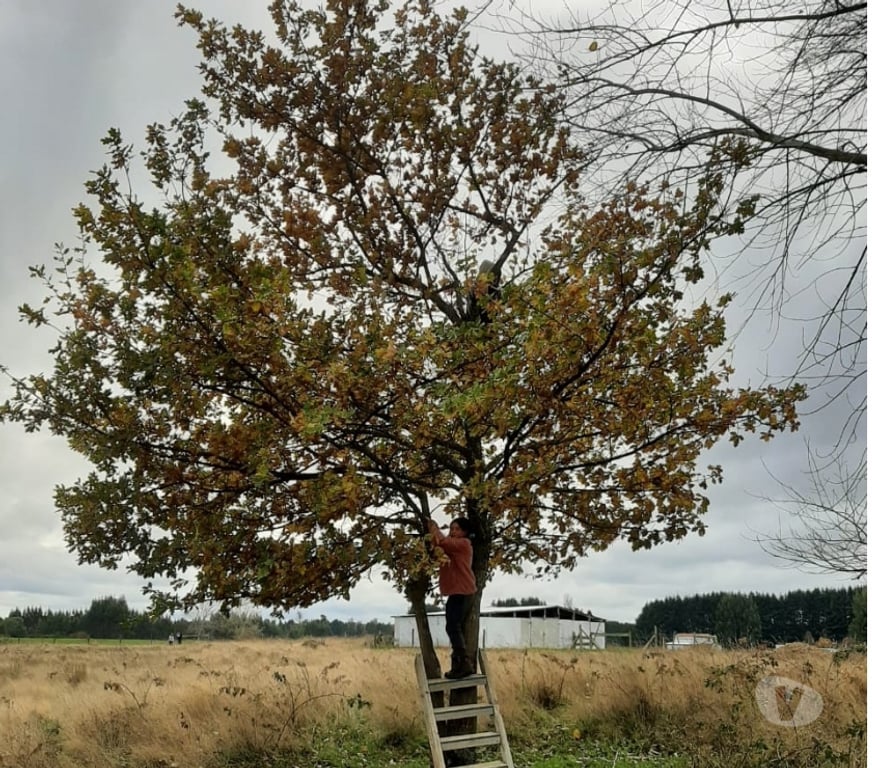 Parcelas en Venta Llanquihue Frutillar - Fotos de Parcela de 4 hectáreas sector Loma la piedra Casma