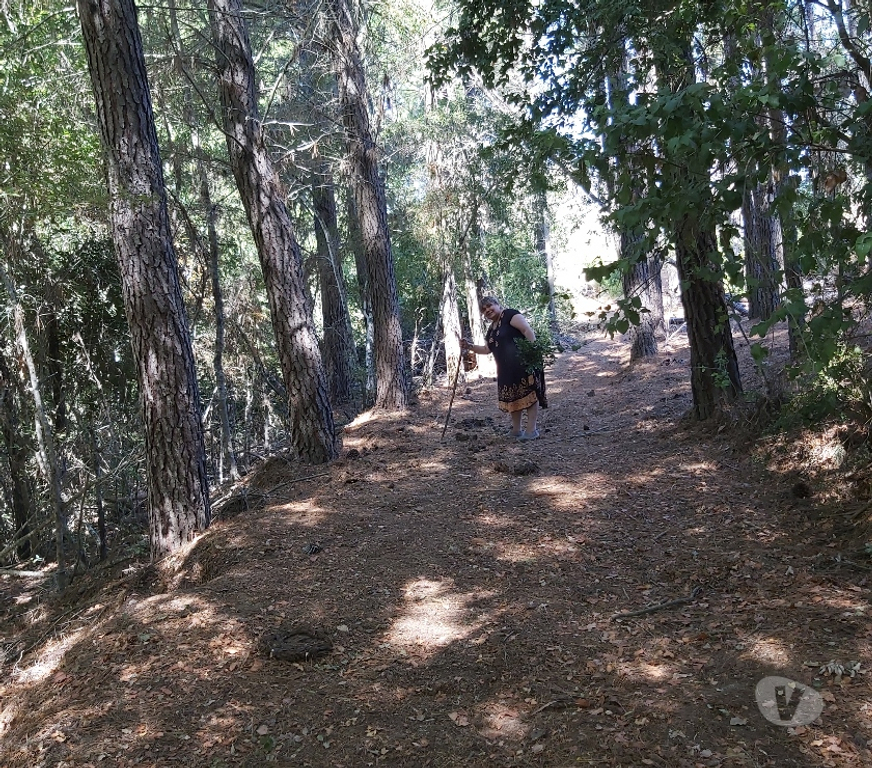 Venta de Haciendas Concepción Hualqui - Fotos de Hermosa parcela 1.8 Ha y río