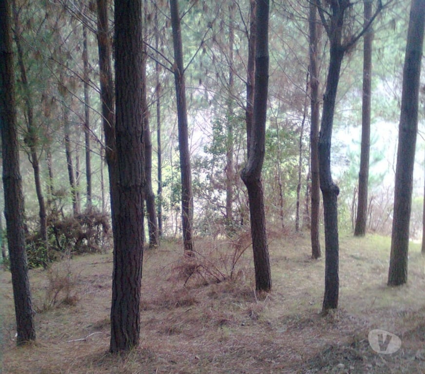 Venta de Haciendas Concepción Hualqui - Fotos de Hermosa parcela 1.8 Ha y río